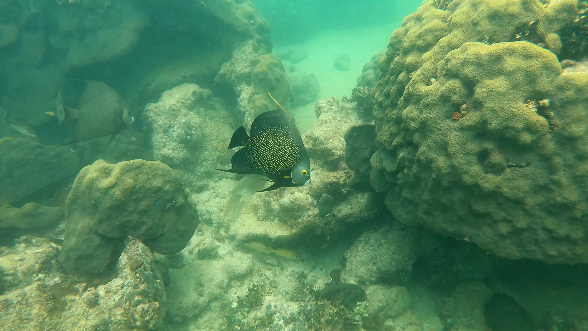Underwater reef fish