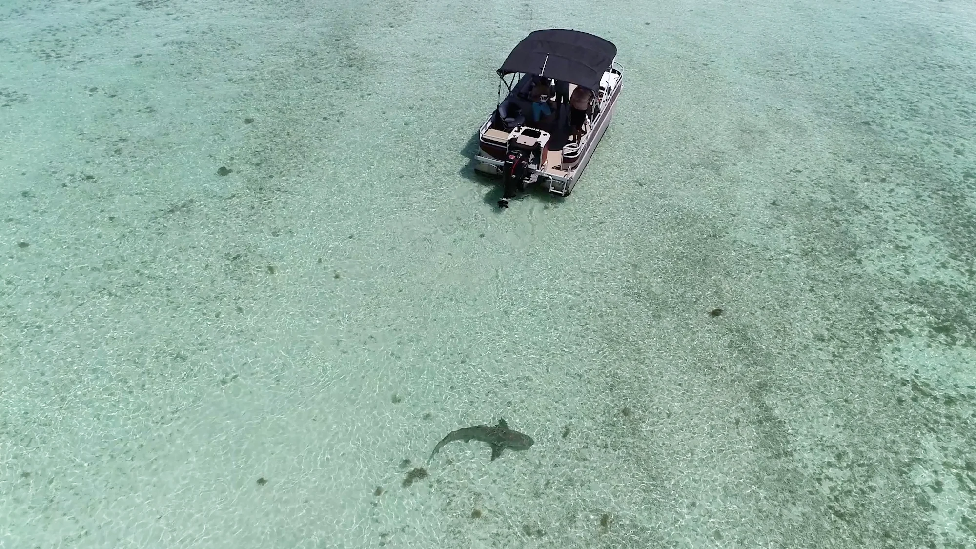 Drone shot of boat with shark